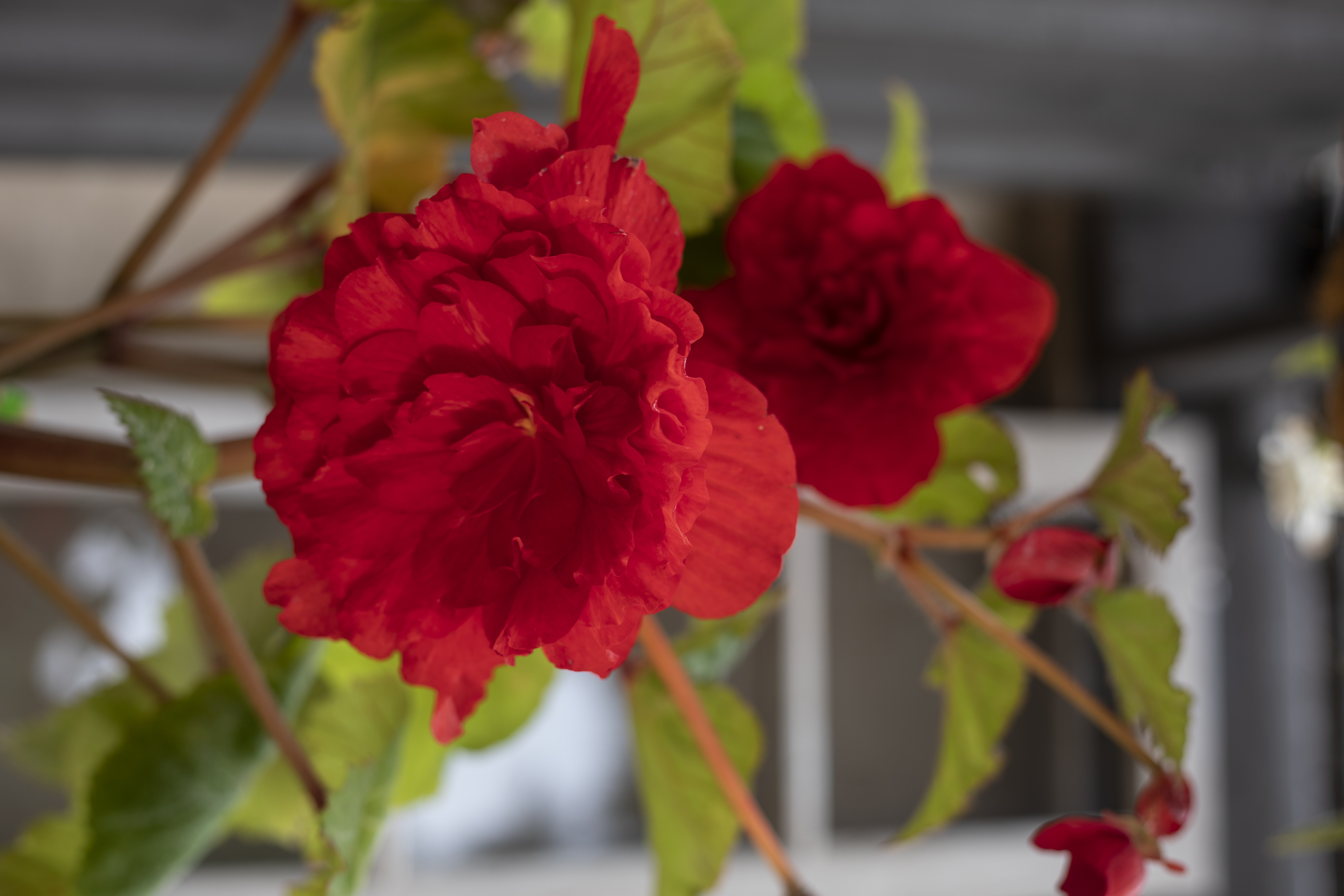 An image of a red tuberous begonia