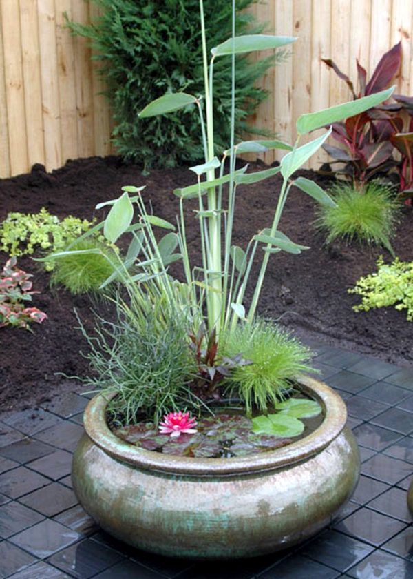 An image of a water garden container