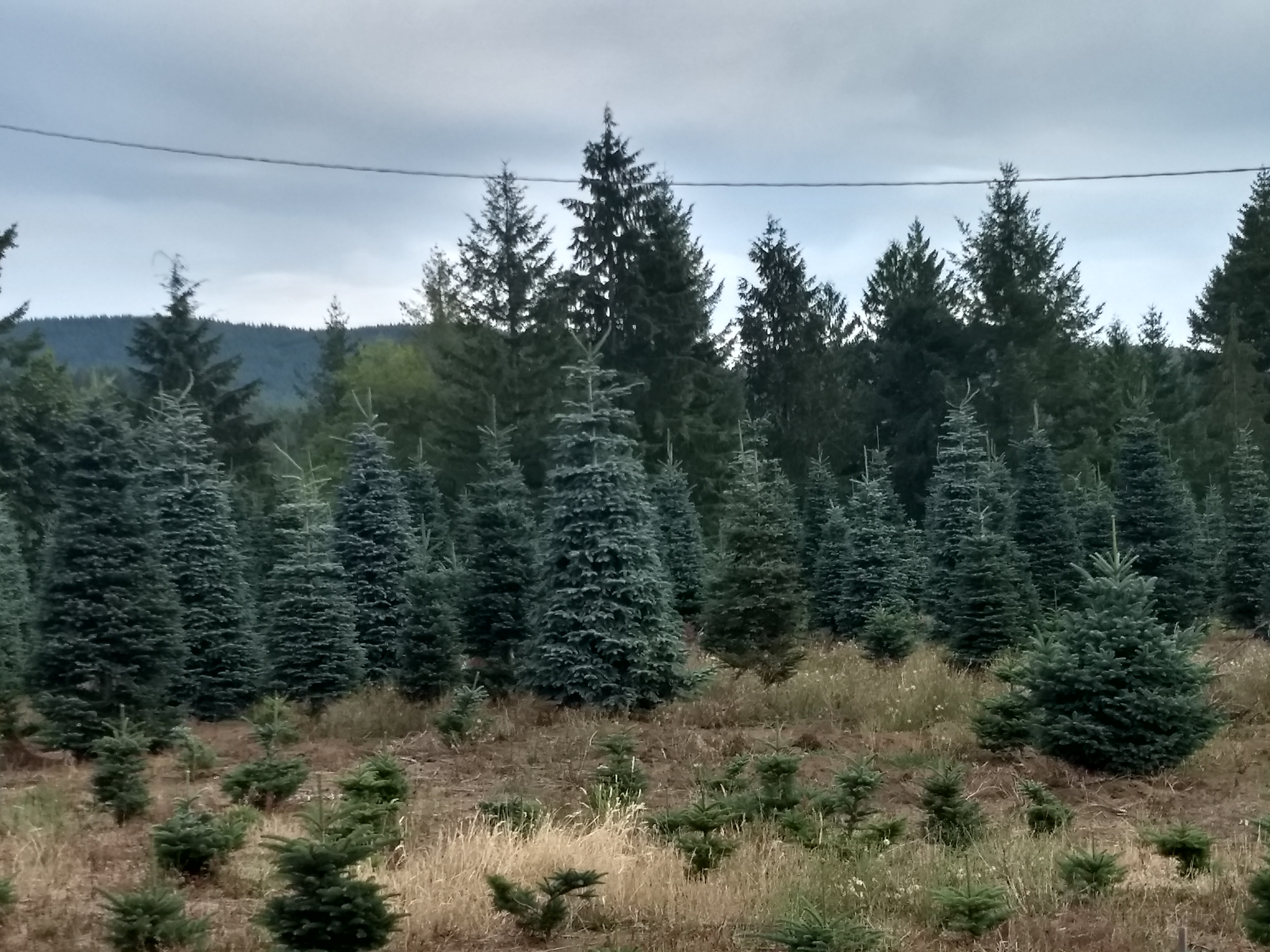 Bear Cyn. Tree Farms, Oregon-Wash, 8-20-19 (300)
