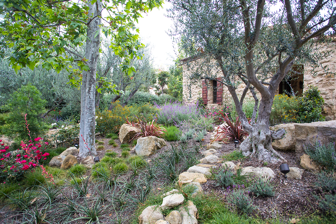 California Native Plants