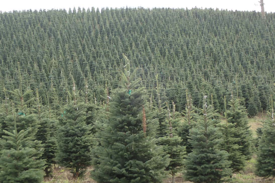 An entire forest of fresh pine trees