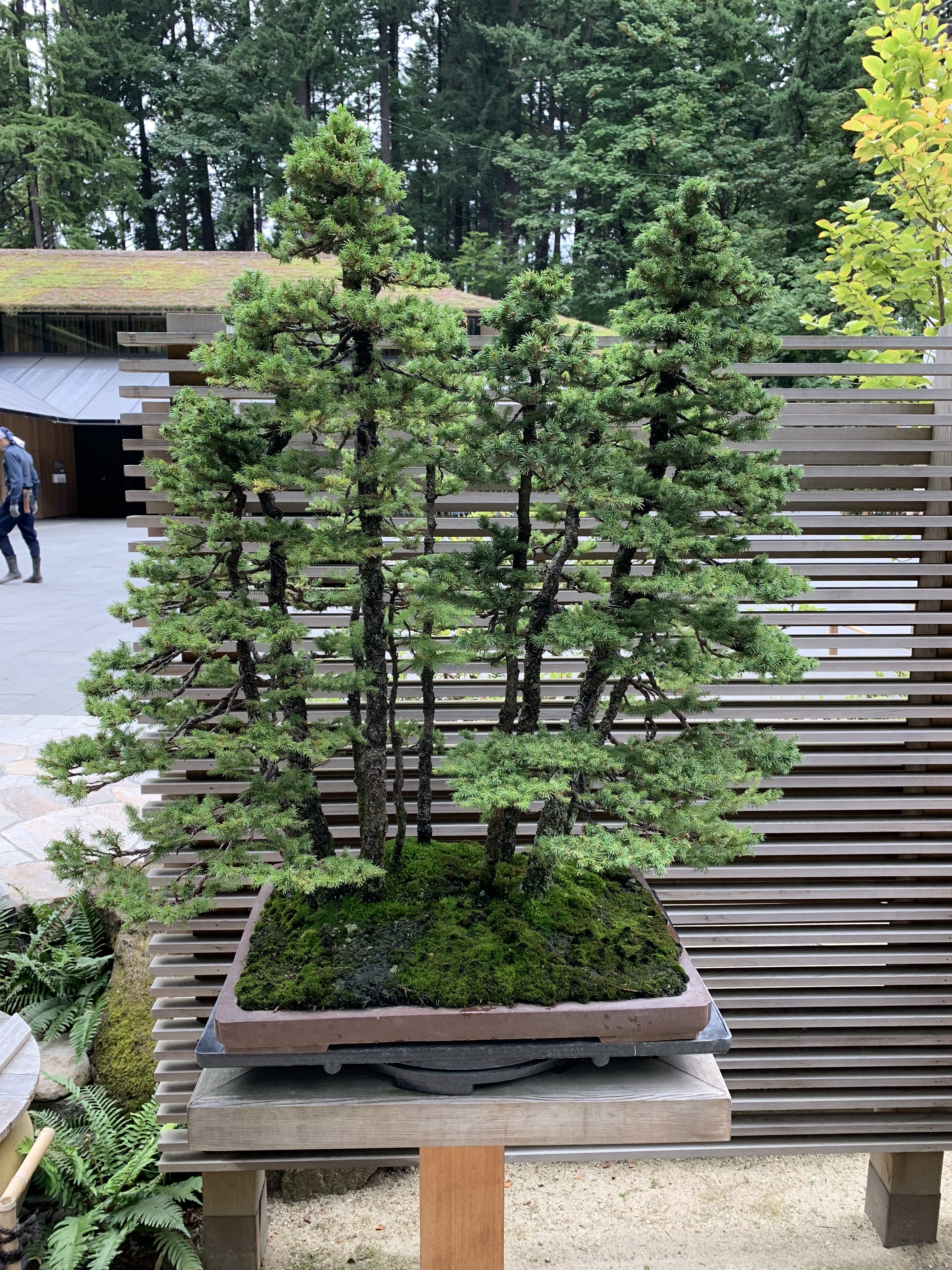 Japanese Garden Japanese Garden