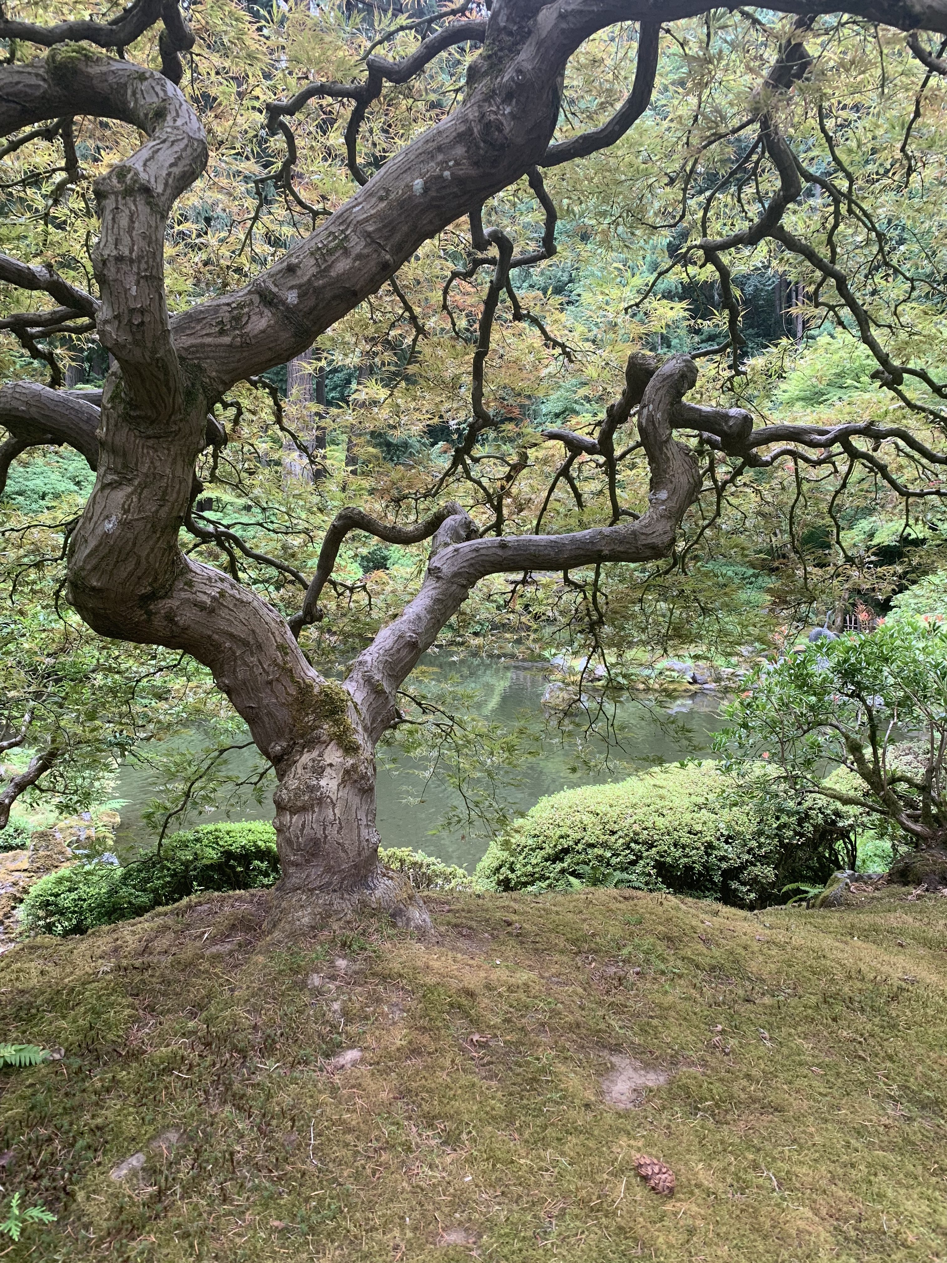 Japanese Garden Japanese Garden
