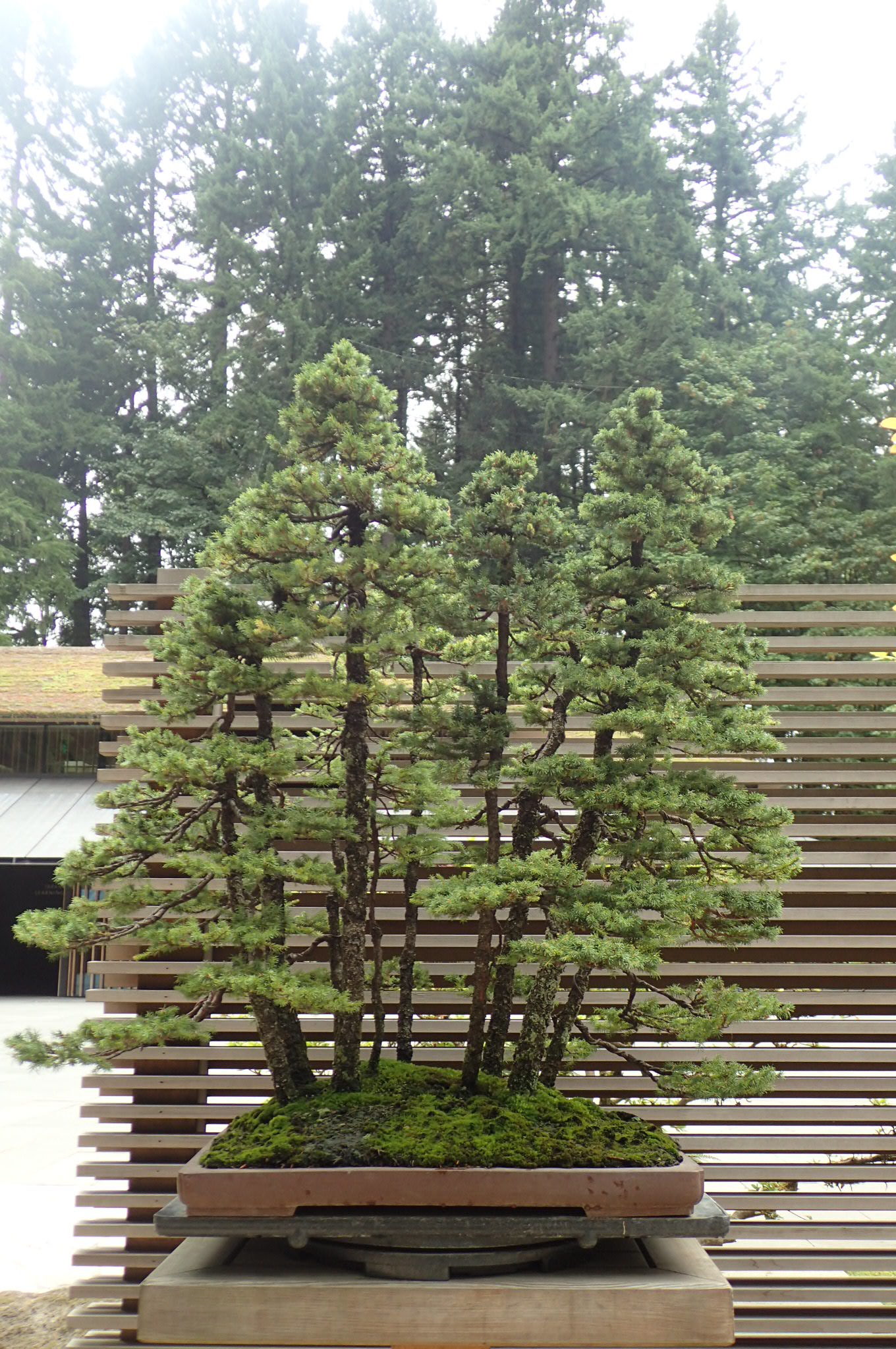 Japanese Garden Japanese Garden