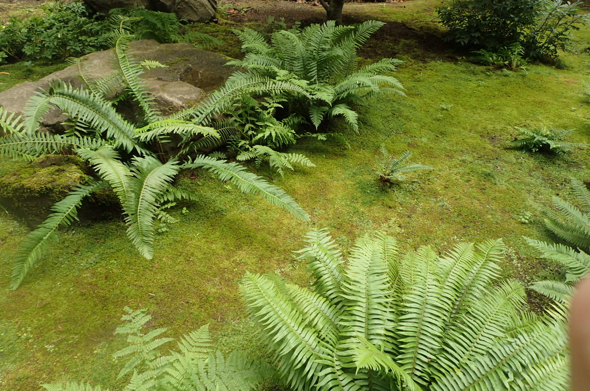 Japanese Garden Japanese Garden
