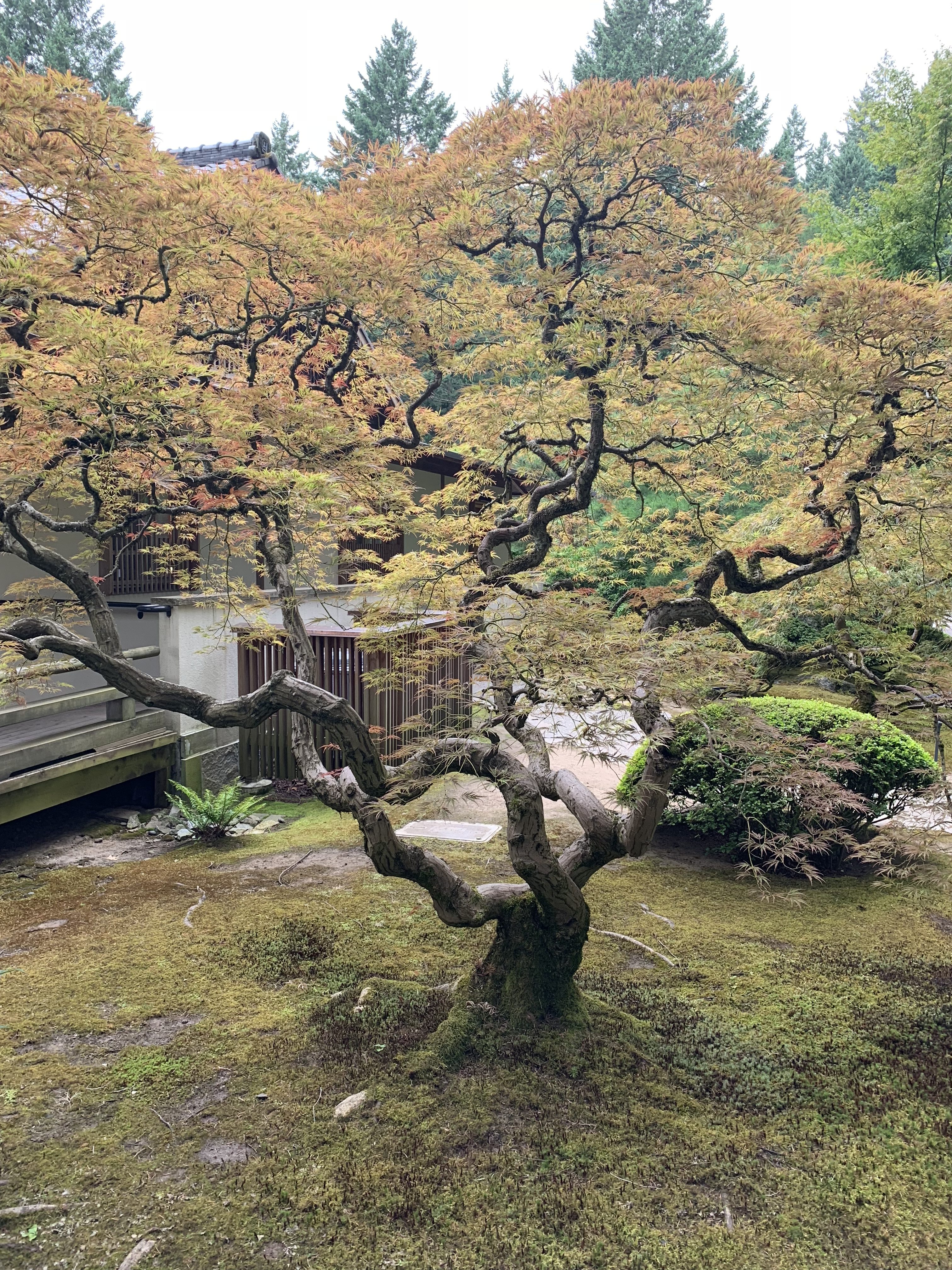 Japanese Garden Japanese Garden