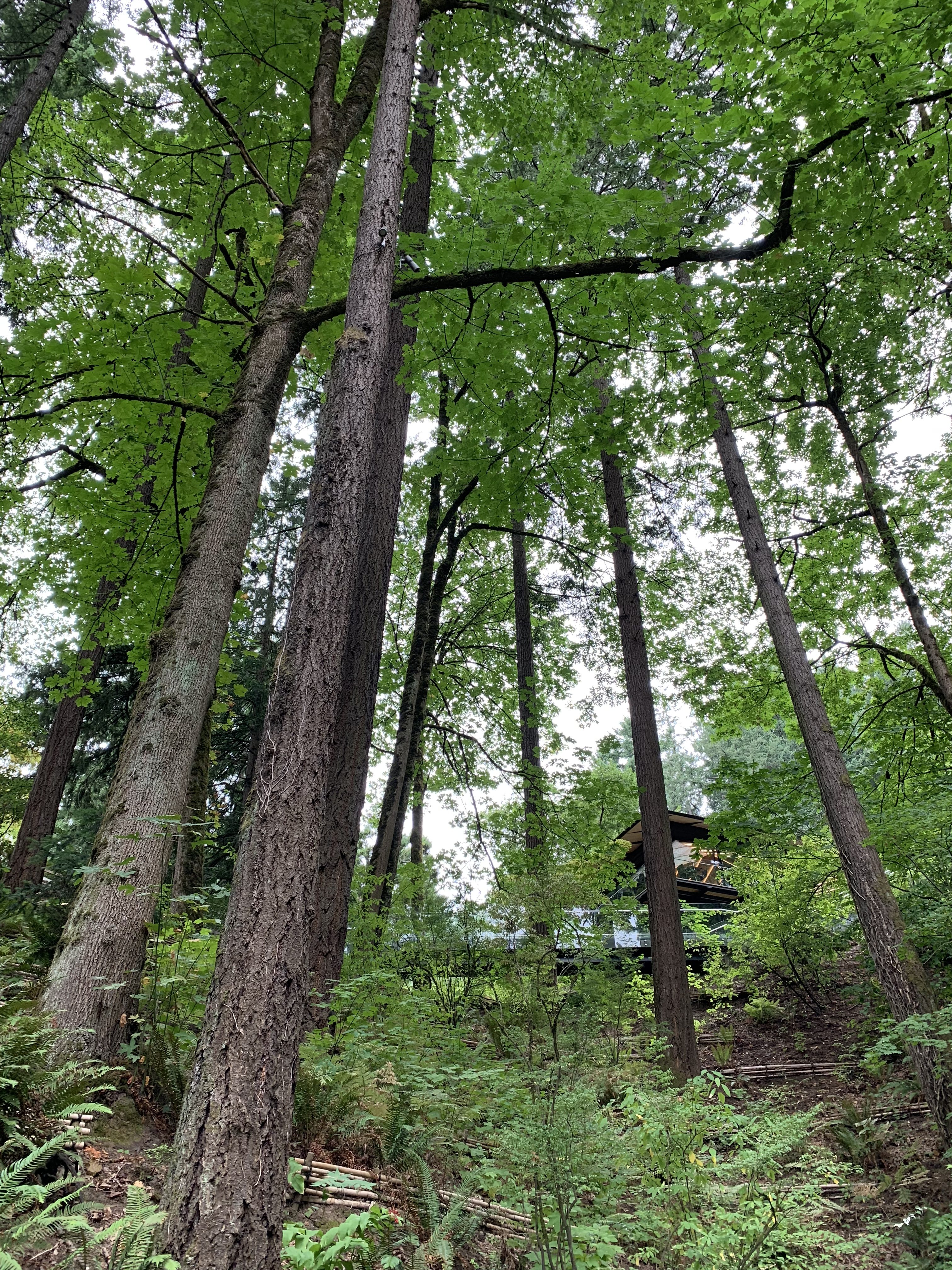 Japanese Garden