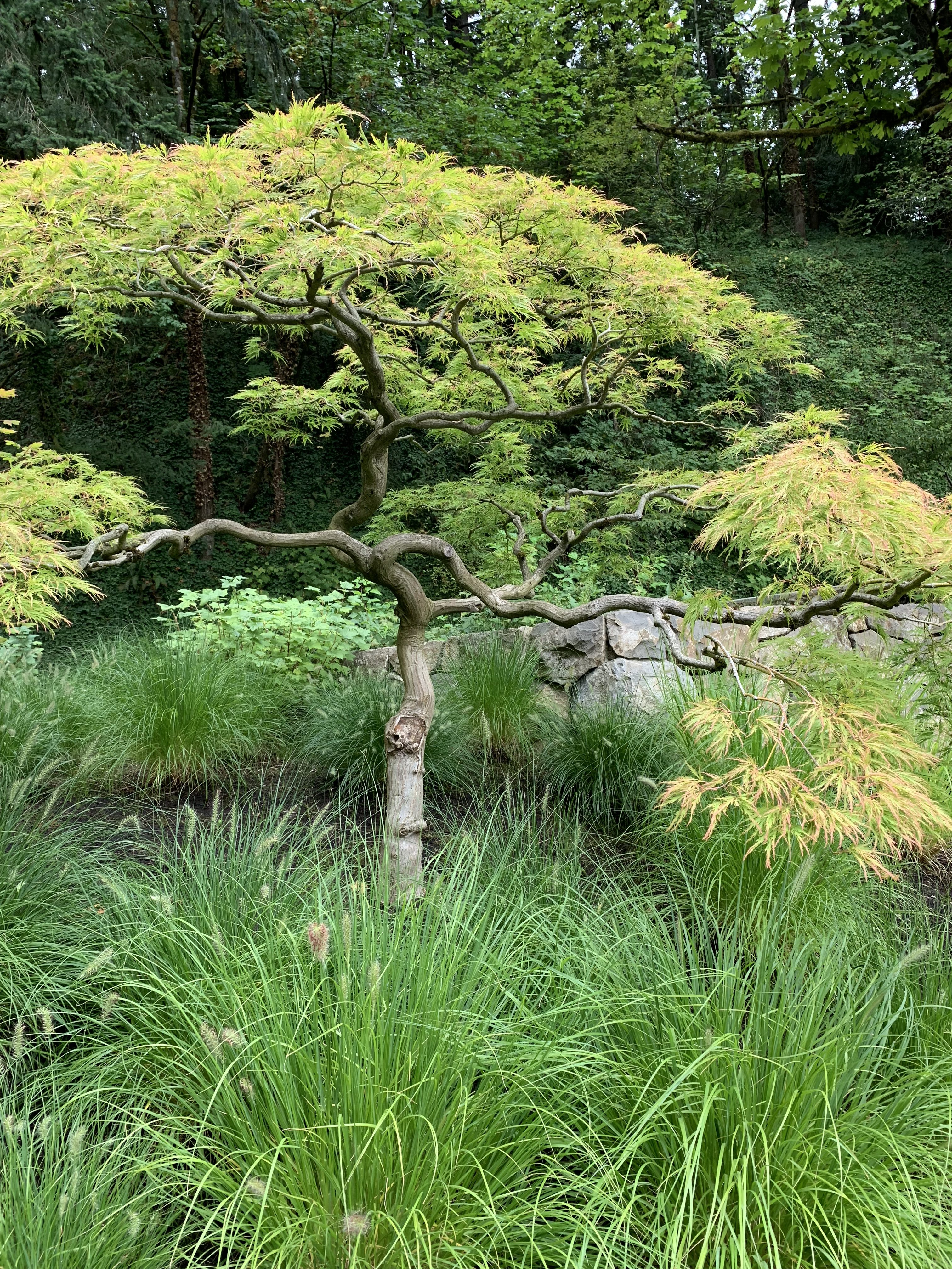Japanese Garden Japanese Garden