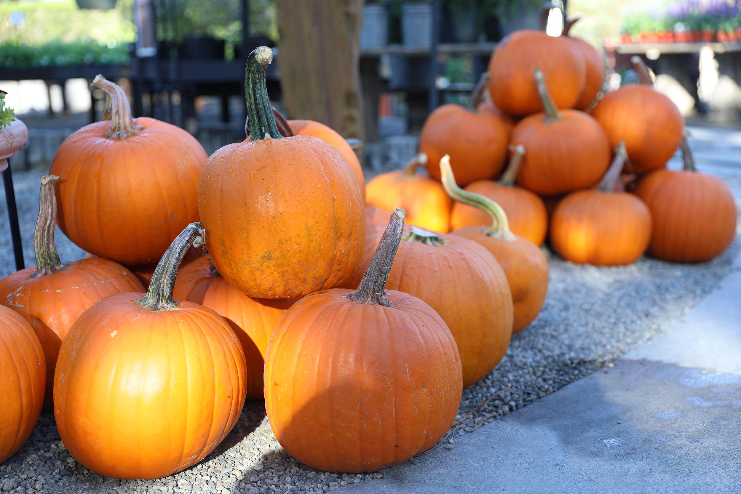 Long stem Pumpkins Roger s Gardens