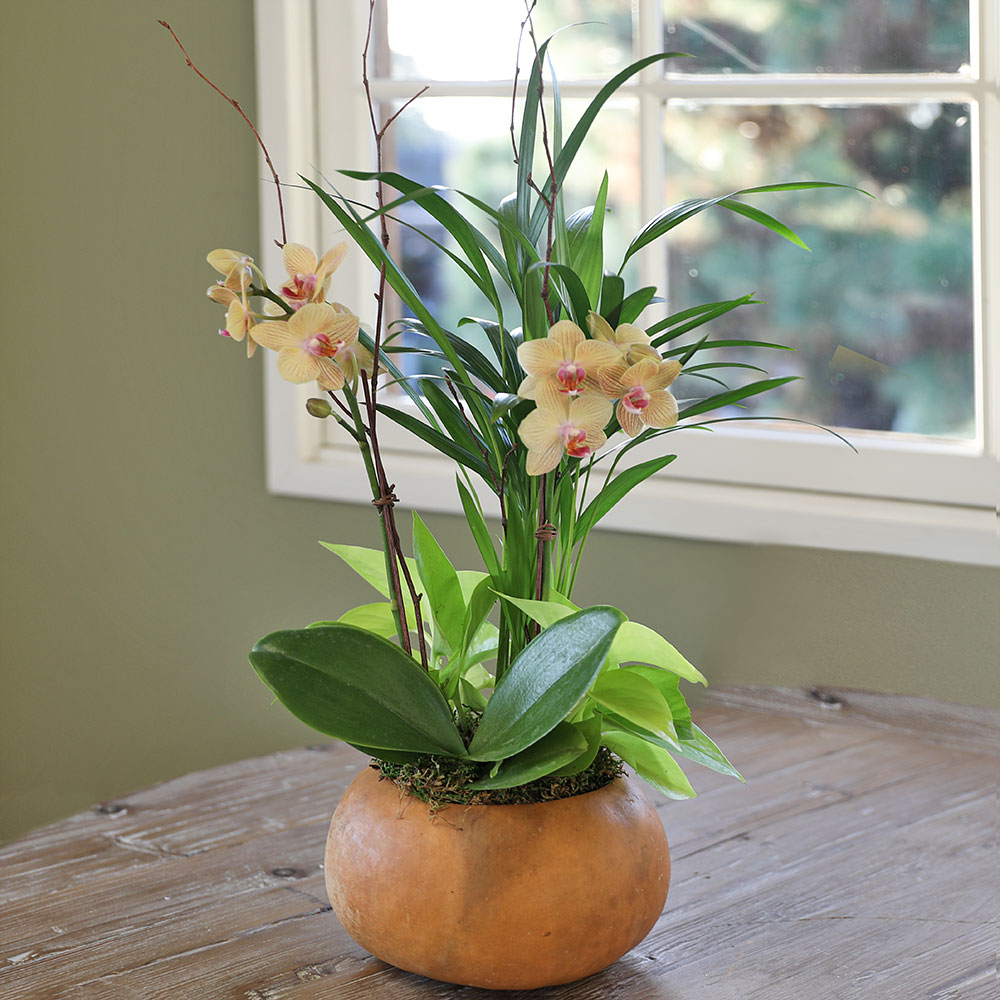 Fall Living Orchid Arrangement