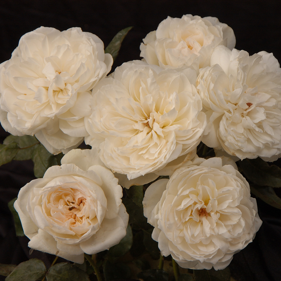 Bolero Rose Bolero Rose