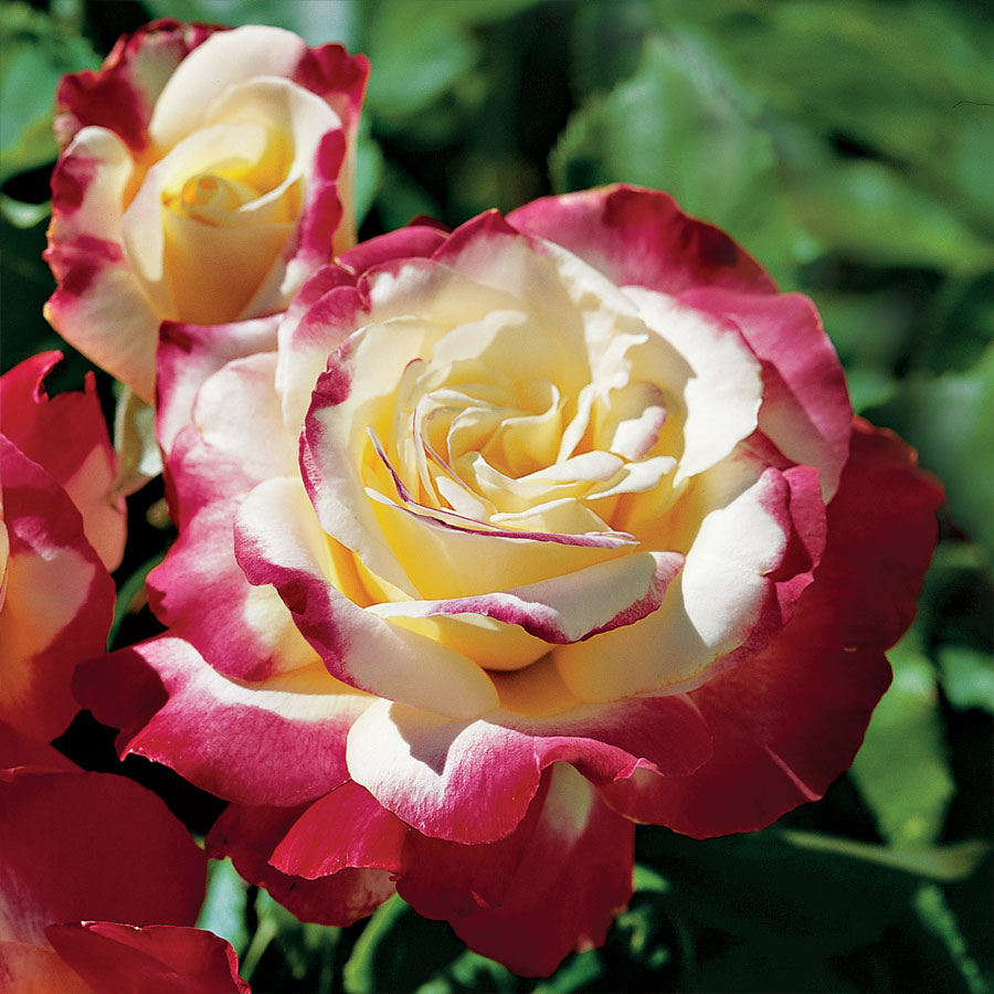 Roger's Recommends: New Roses for 2020 | Roger's Gardens