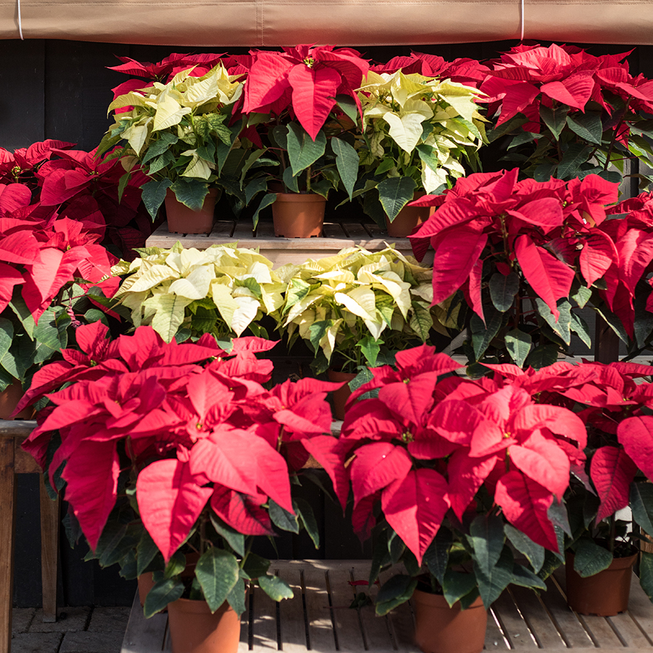 Red and White Poinsettia