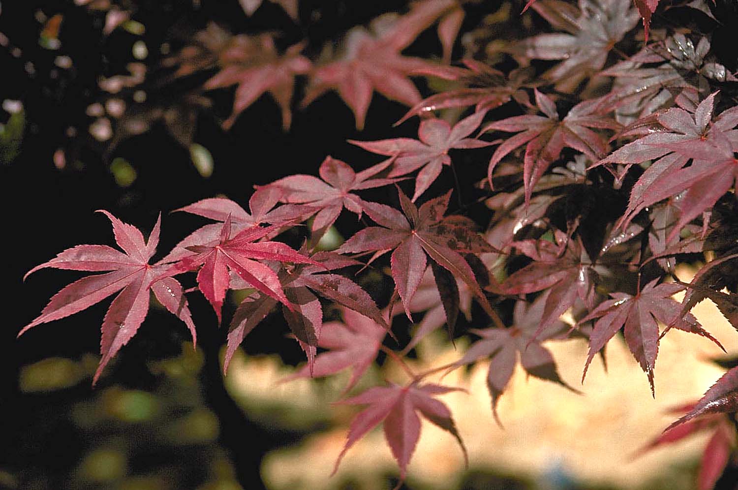 Acer palmatum ‘Bloodgood’2