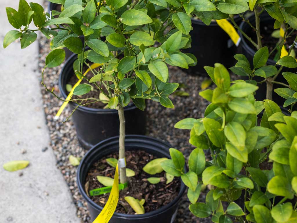 KeyLimes KeyLimes