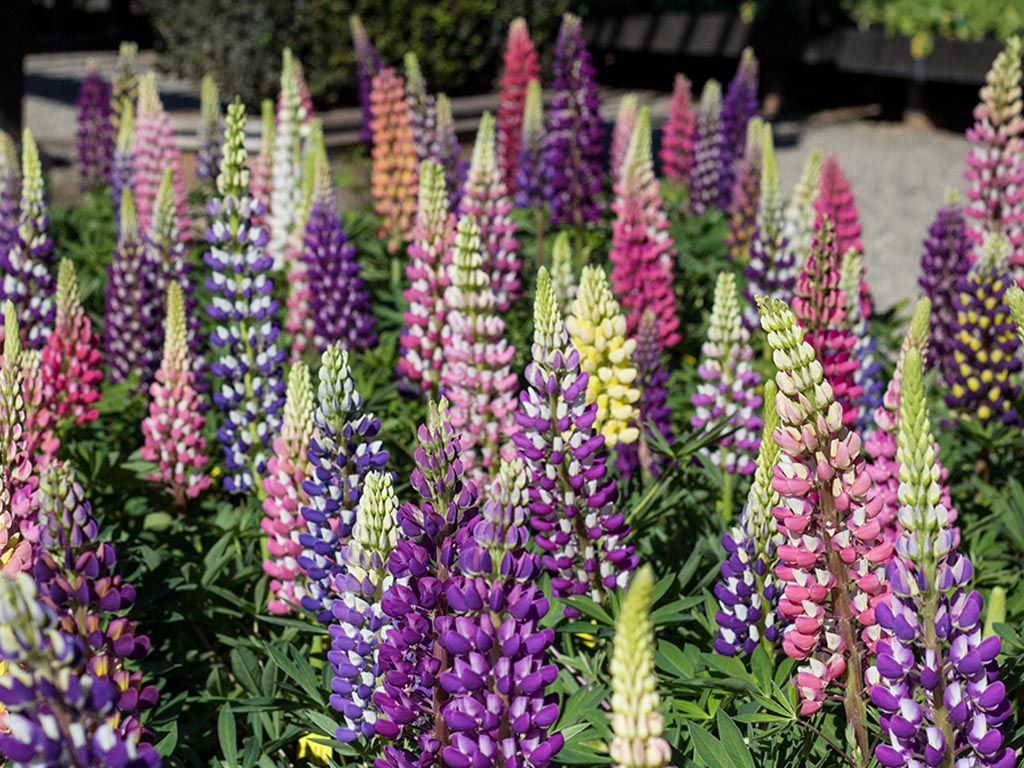 Lupines Lupines
