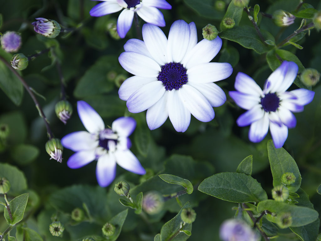 Senetti-Cineraria Senetti-Cineraria