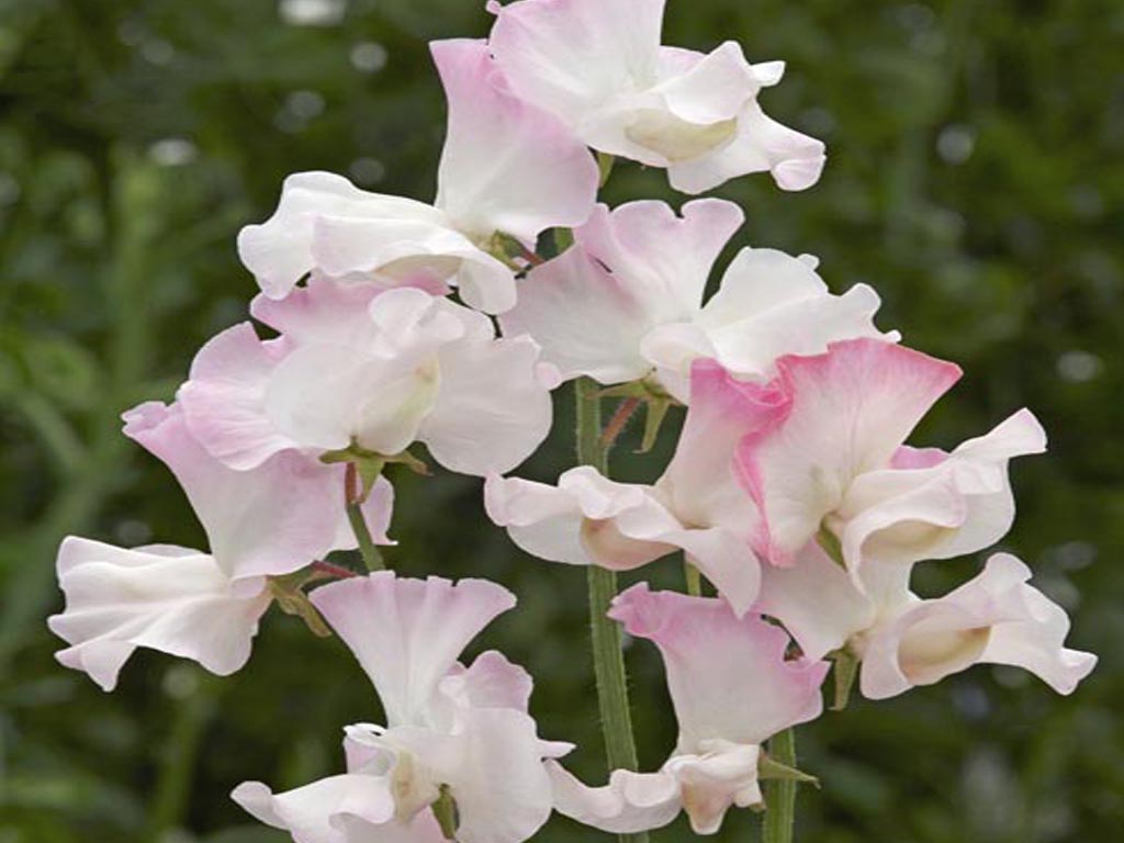 Sweet_Peas Sweet_Peas