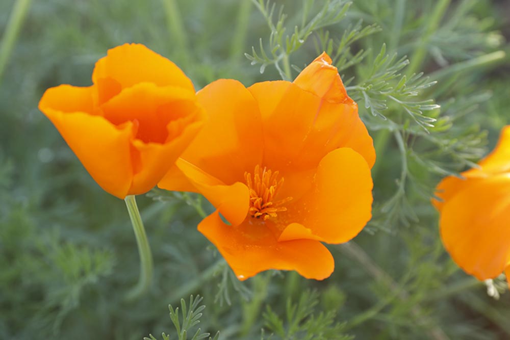 WildFlower_Seeds WildFlower_Seeds