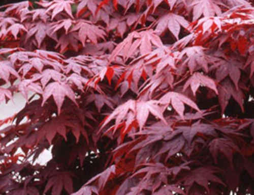 Bloodgood Japanese Maples