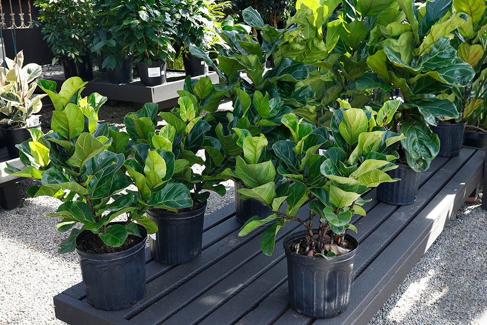 FICUS-LYRATA