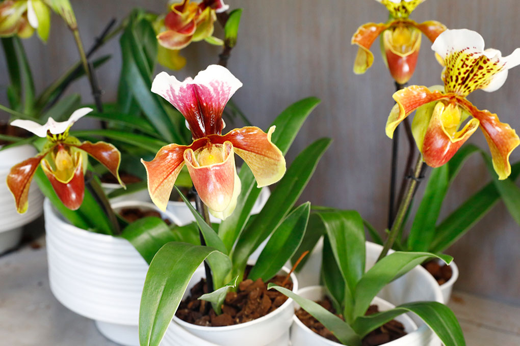 Lady-Slipper-Orchids