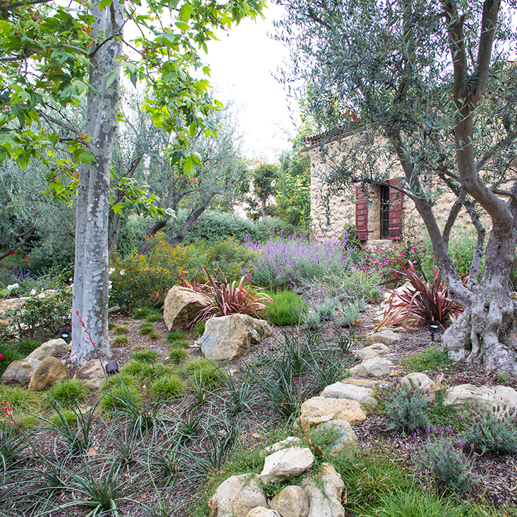 Nature-Gardening-Series_Easiest_California_Native_Plants-low_resy