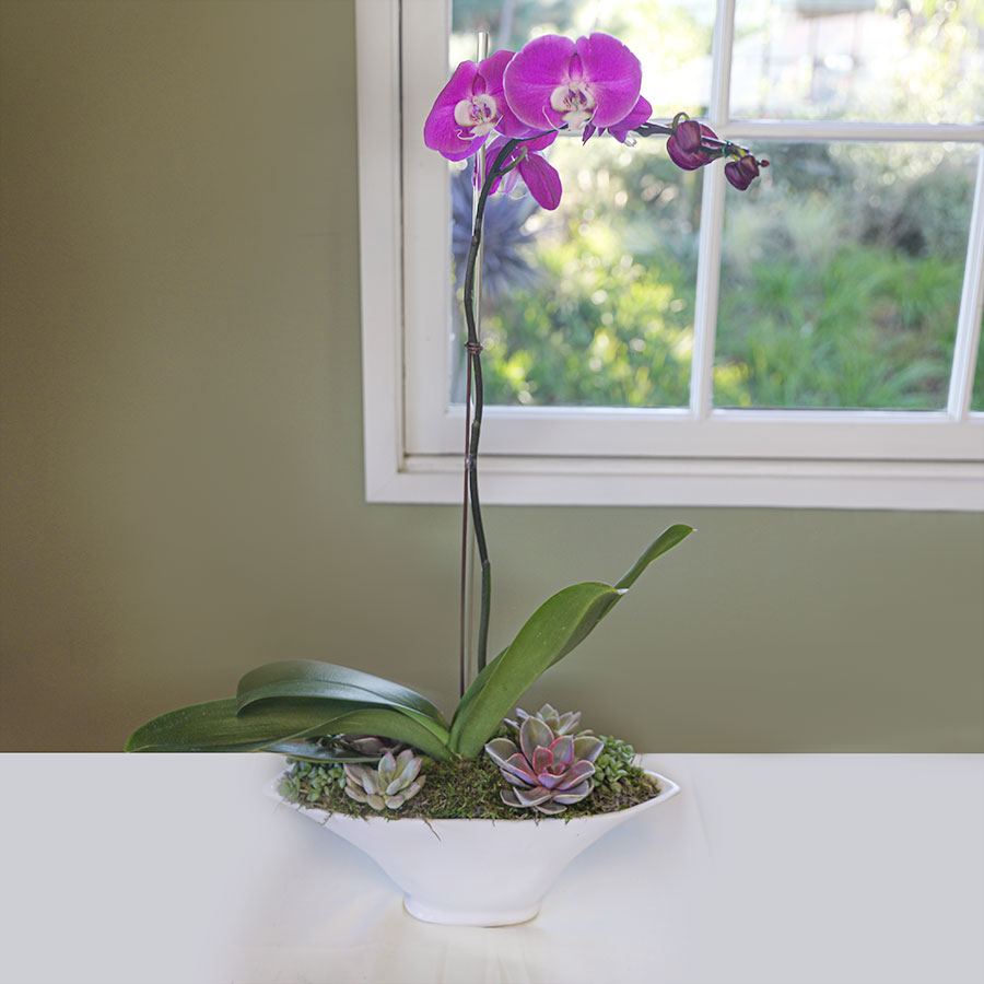 Orchid-Workshop