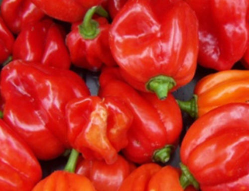 Roger’s Recommends Peppers for 2020