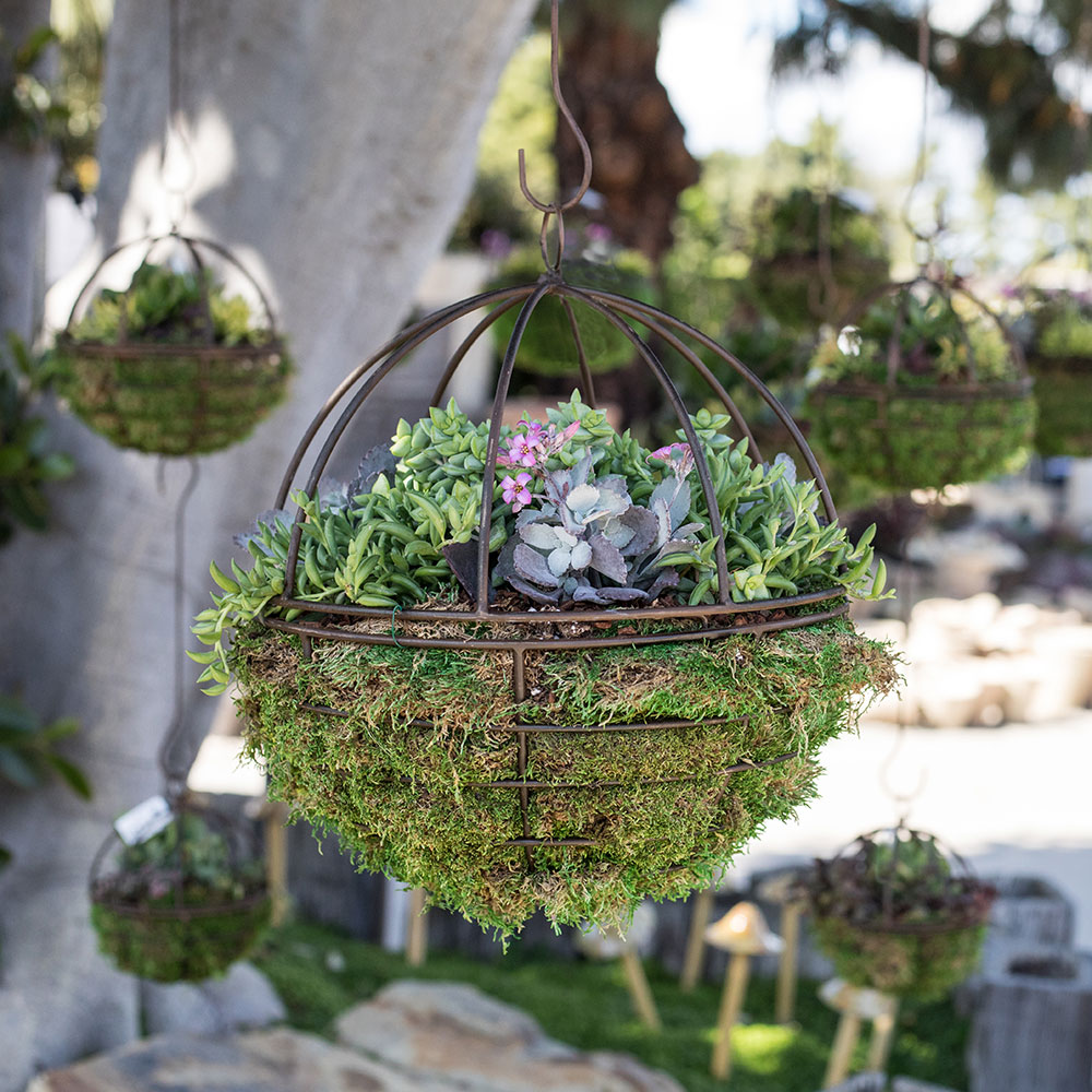 Succulent_orbs