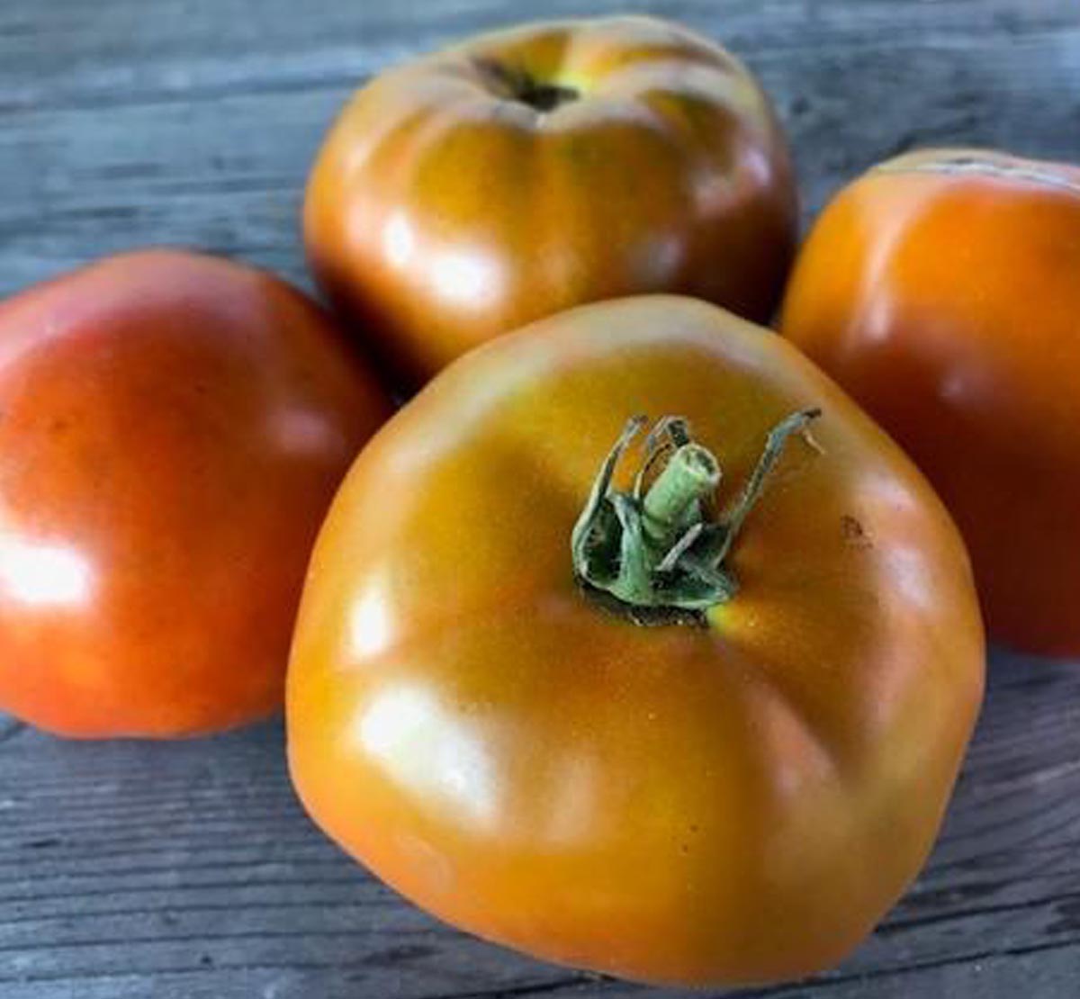 Roger S Recommends Tomatoes For 2020 Roger S Gardens