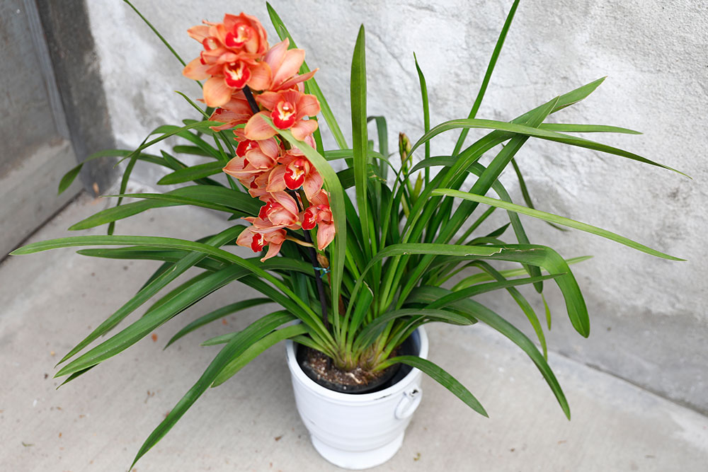 cymbidiums