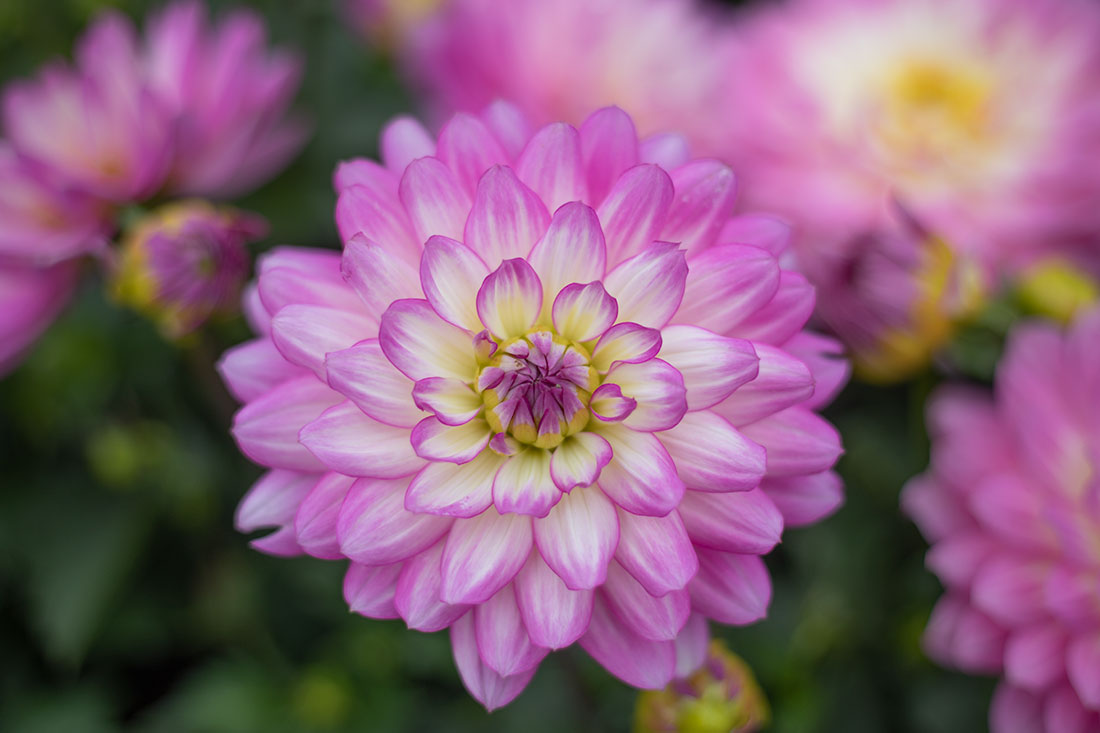 dahlias