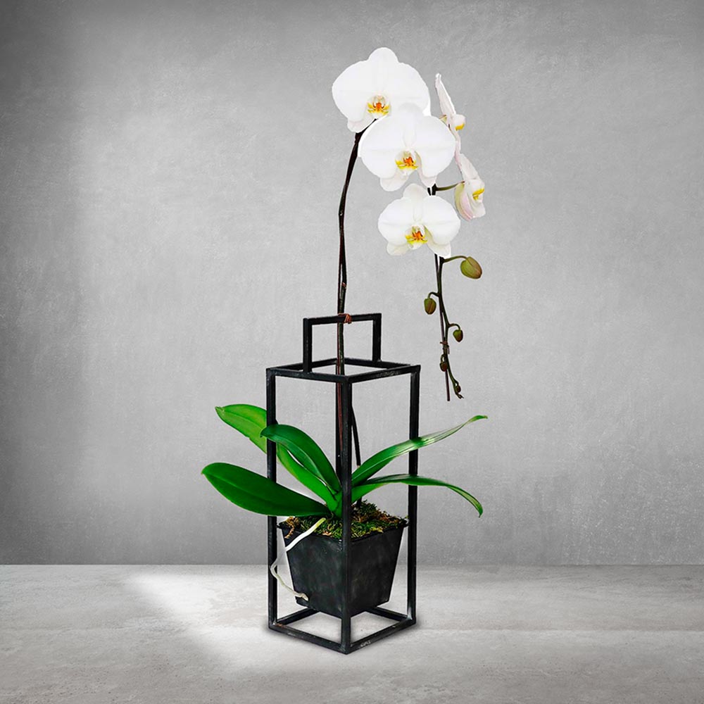 WHITE ORCHID IN BLACK METAL HANGER