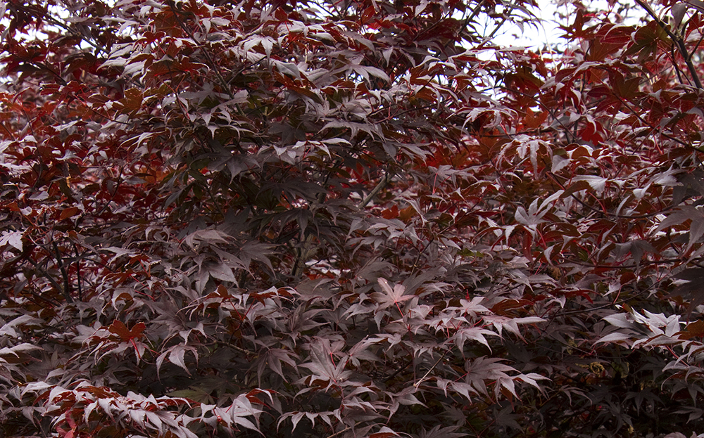 japanese_maple_bloodgood