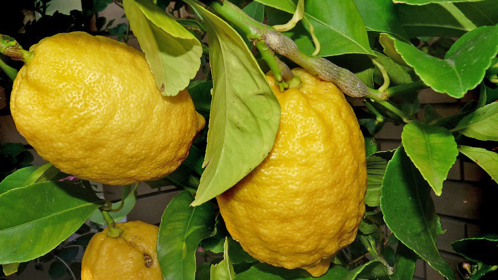lemon-2876224_1280
