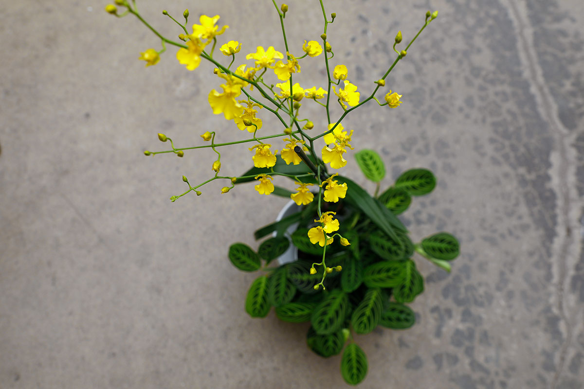 oncidiums