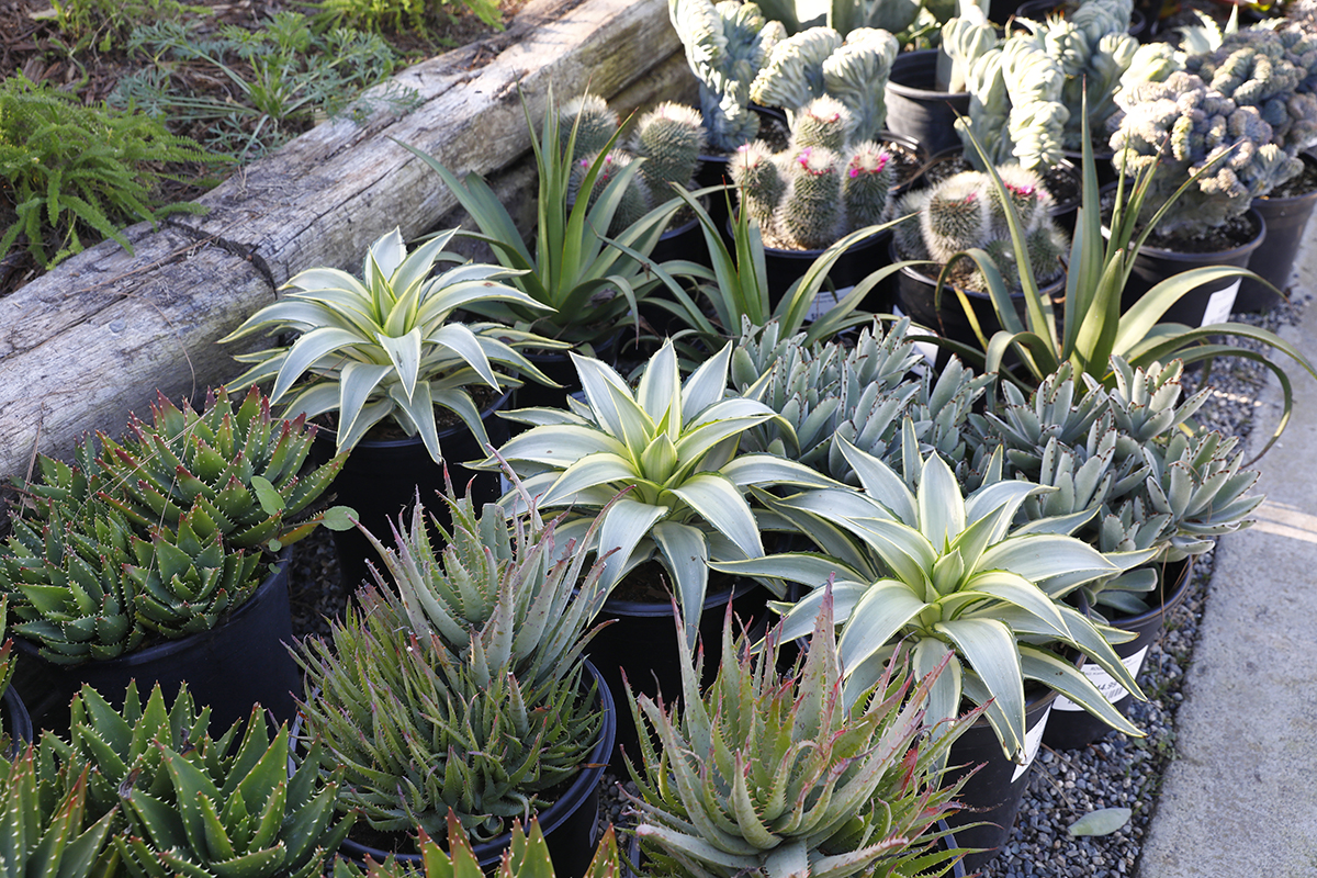 succulents