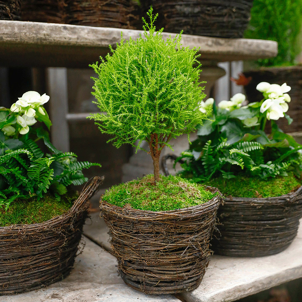 topiaries