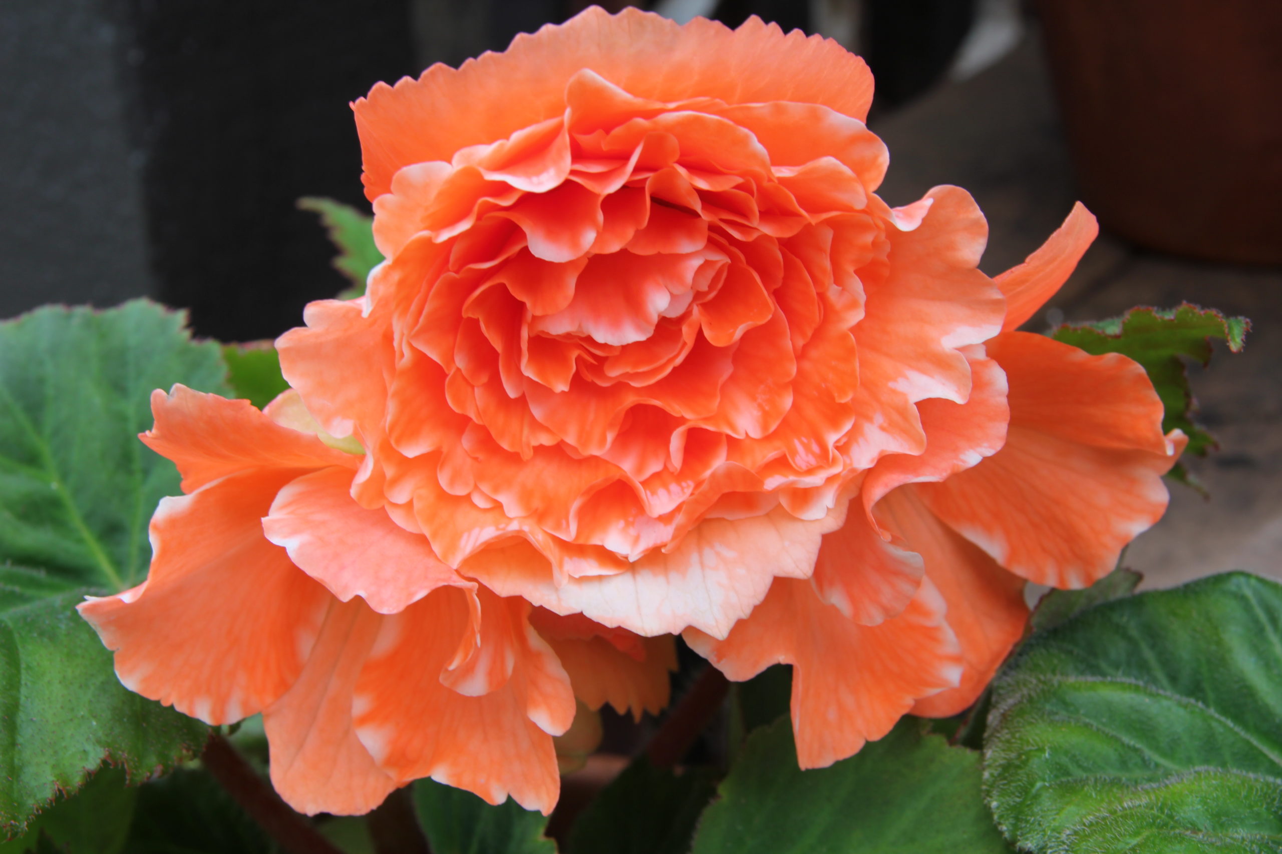 Tuberous begonia