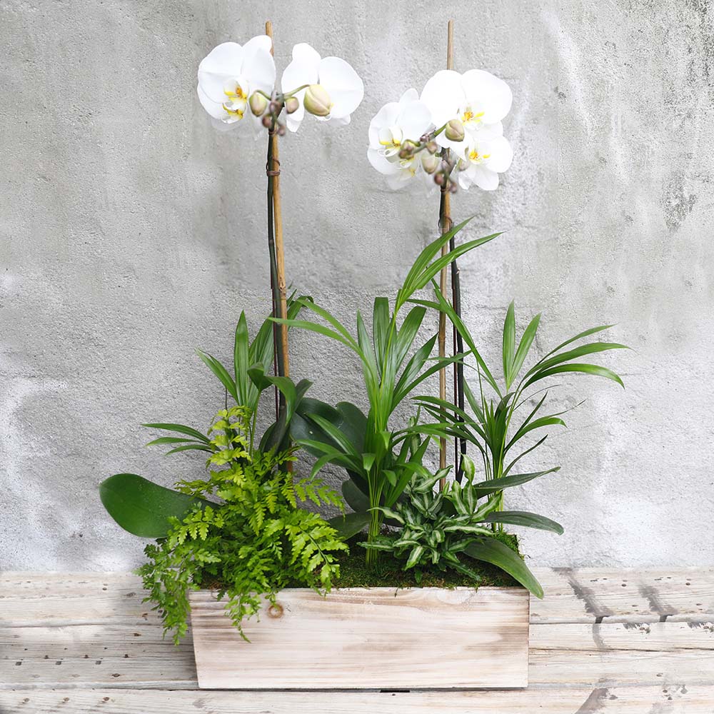 Spring Orchid Planter
