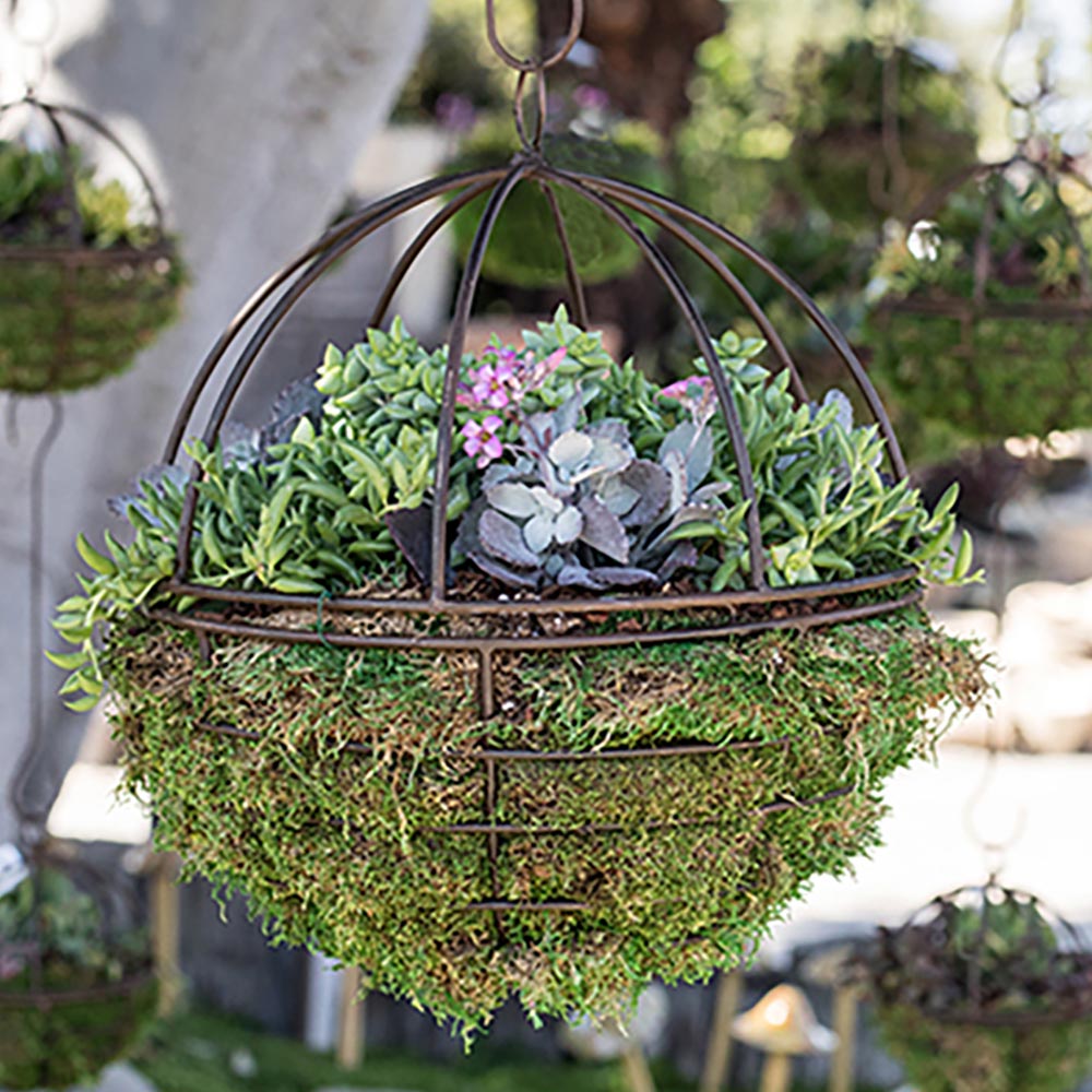 Succulent