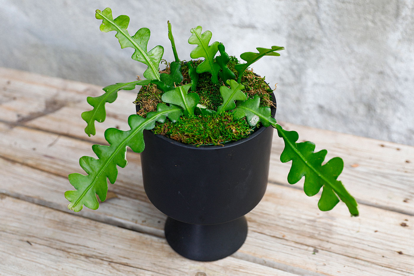 plant