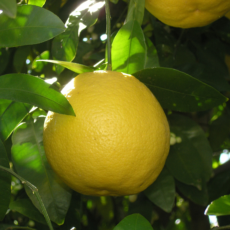 Growing Dwarf Citrus